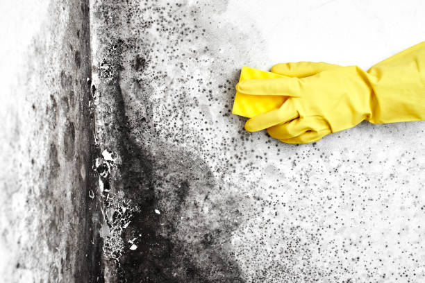 Best Bathroom Mold Remediation in Fargo, ND